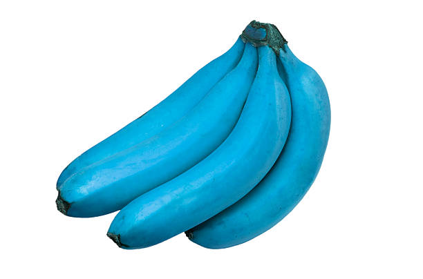 Blue Java Banana