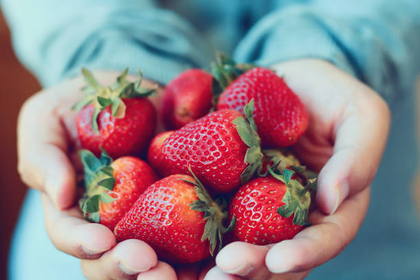 holding fresh strawberry in hands vintage tone