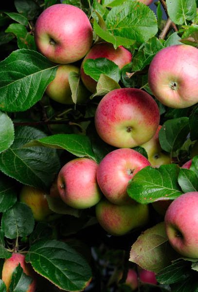 Fresh organic red apples growing on apple tree