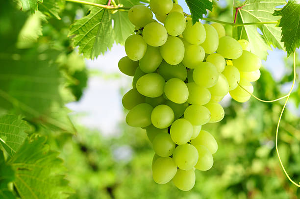 grapes